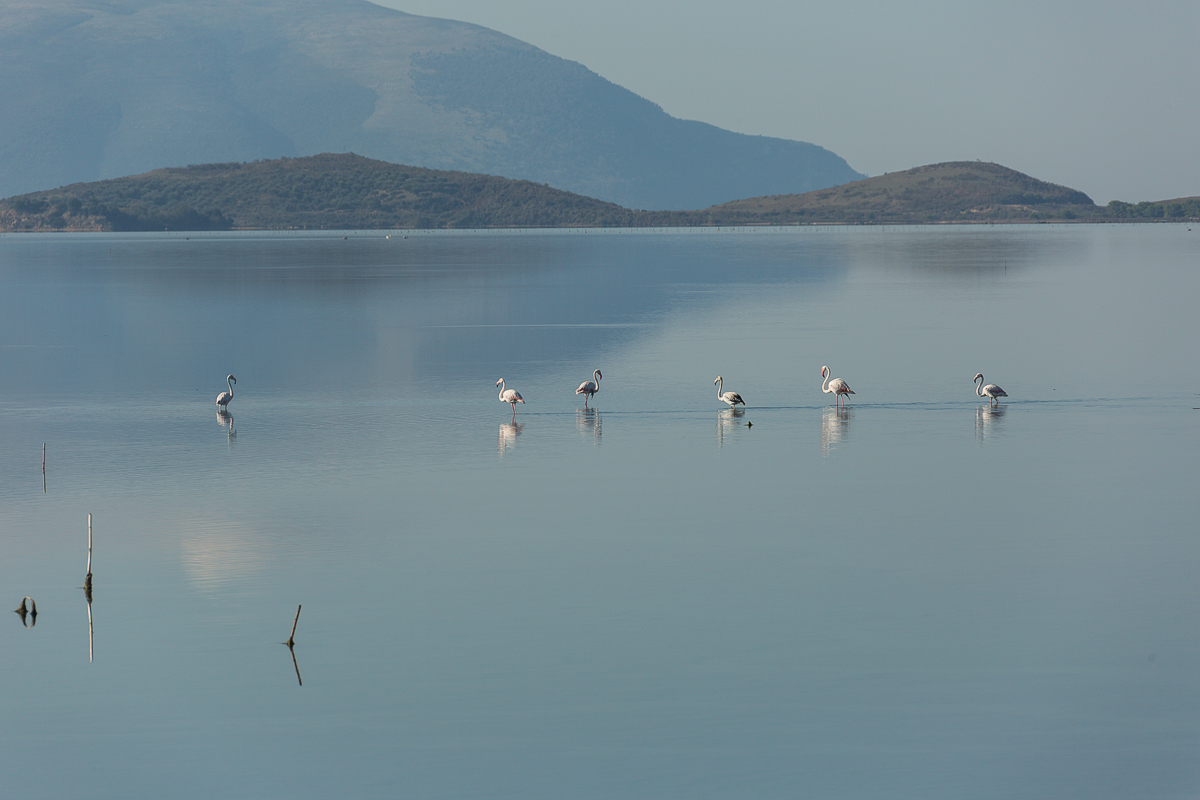 Pelikan in der Lagune von Karavasta